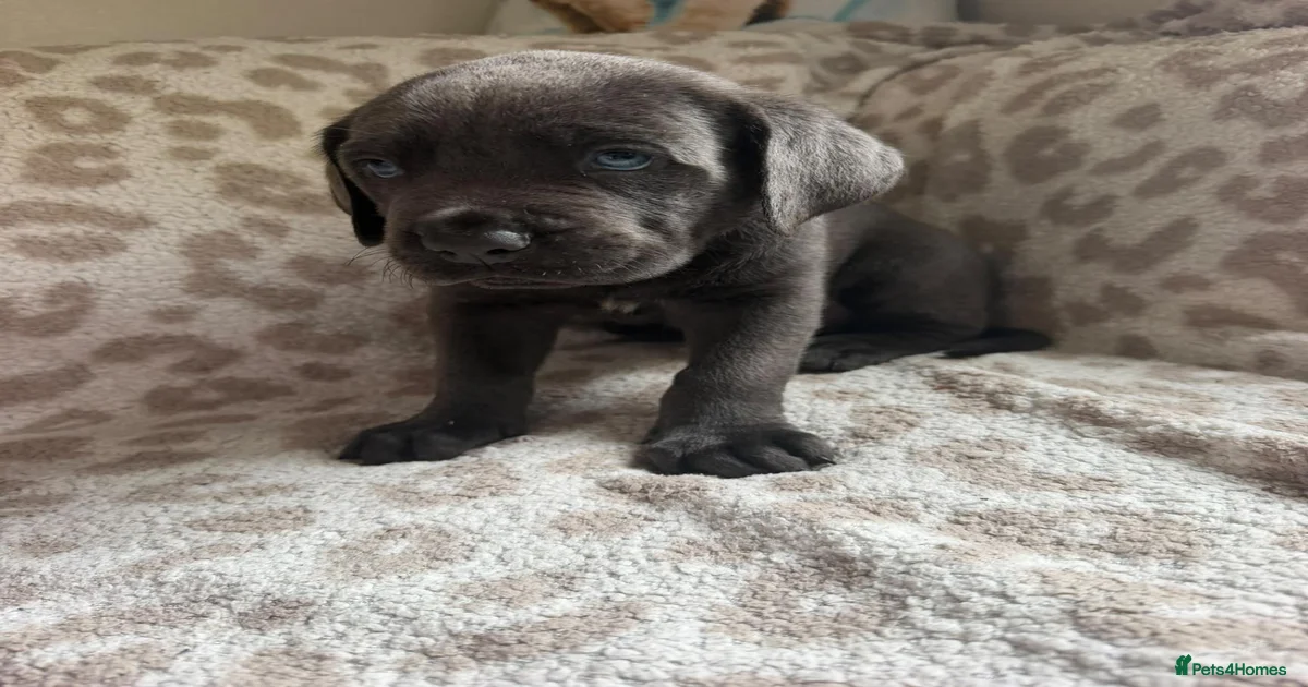 Neapolitan mastiff Puppies for sale | Pets4Homes