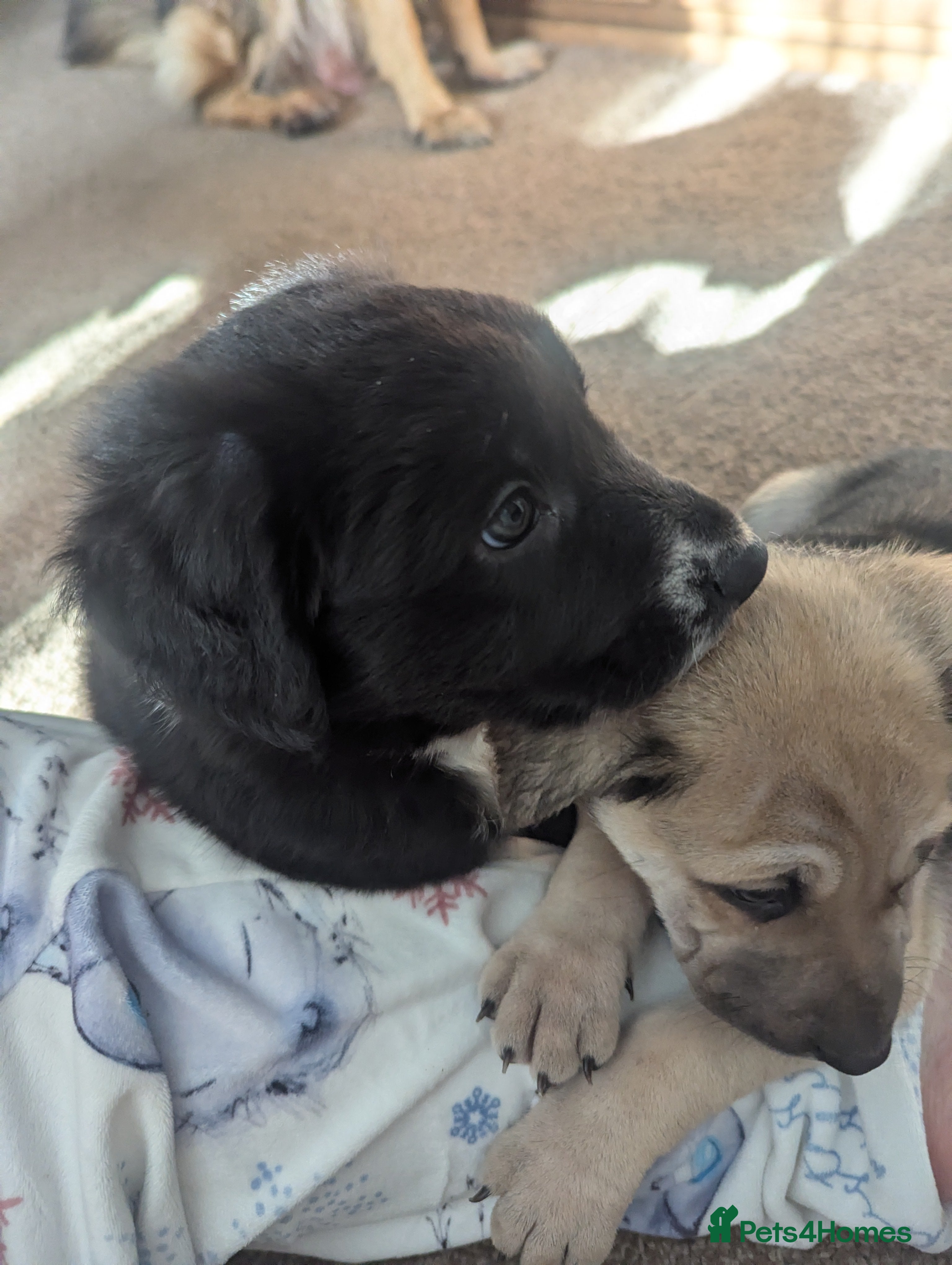 Mixed Breed dogs German shepherd cross spaniel/staff - Advert 5