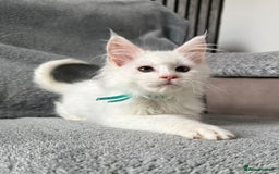 Maine Coon cats for sale: Maine Coon Kittens TICA Registered Cattery  - Image 31