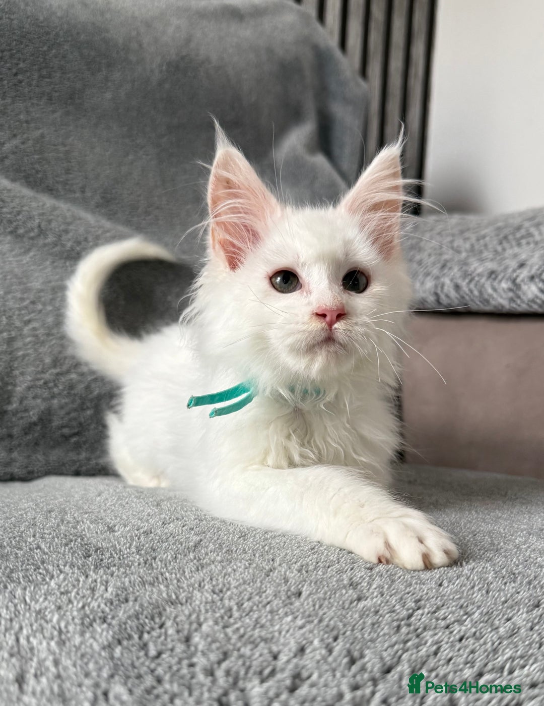 Maine Coon cats for sale: Maine Coon Kittens TICA Registered Cattery  - Image 31