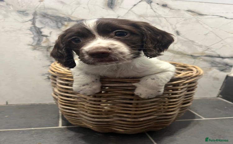 Sprocker dogs - Advert 4