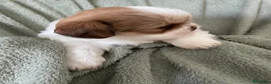 Shih Tzu 5