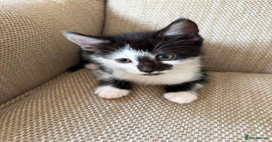 Highlander cats - Advert 6