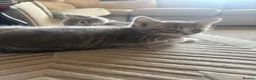Mixed Breed cats for sale: Gorgeous grey and white fluffy kittens ready now  - Advert 19
