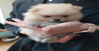 Pomeranian dogs - Advert 16