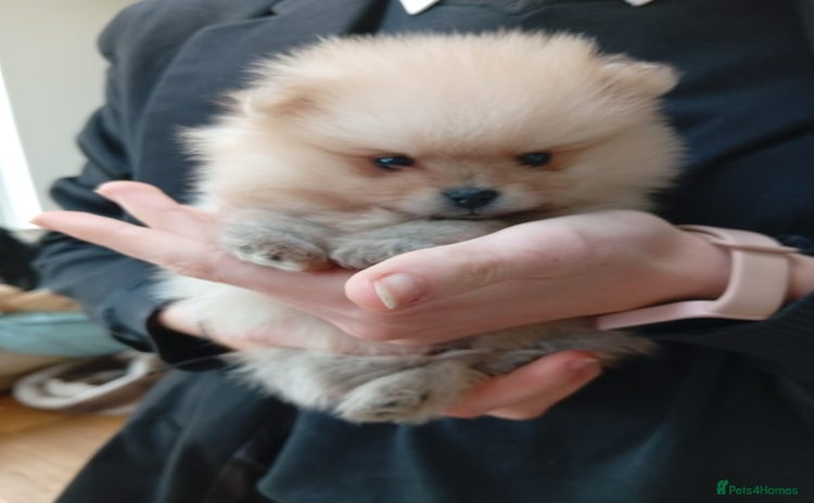 Pomeranian dogs - Advert 11