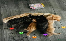 Mixed Breed cats for sale: Fluffy kittens ready on 14th Oct ❤️🧡💛💚💜 - Image 15