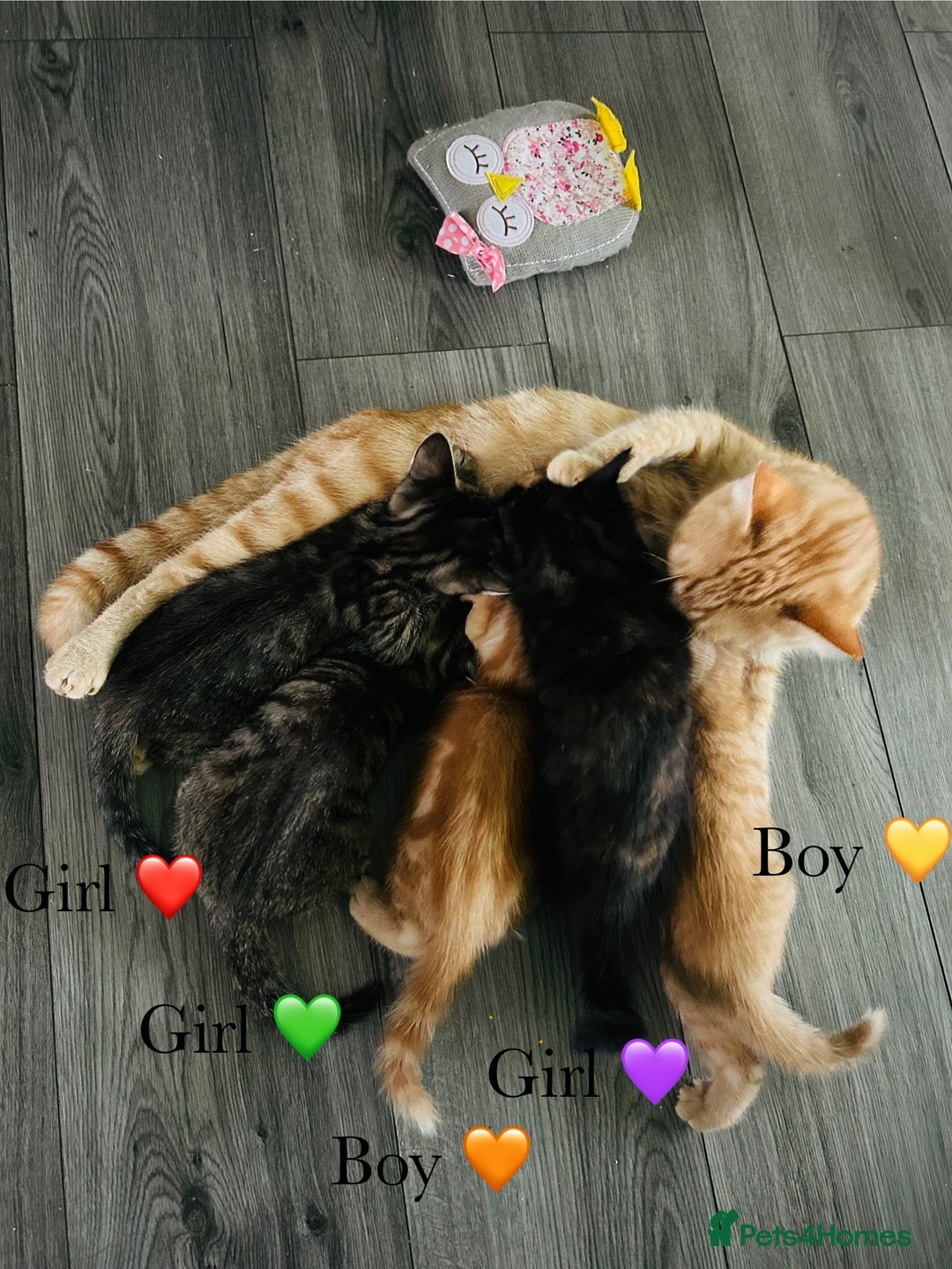 Mixed Breed cats for sale: Fluffy kittens ready on 14th Oct ❤️🧡💛💚💜 - Image 15
