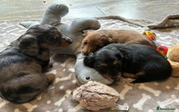 Dachshund dogs for sale: KC reg PRA clear gorgeous puppies - Image 18
