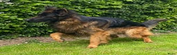 German Shepherd dogs for stud: KENNEL CLUB REGISTERED German Shepherd Stud in Macclesfield - Advert 9