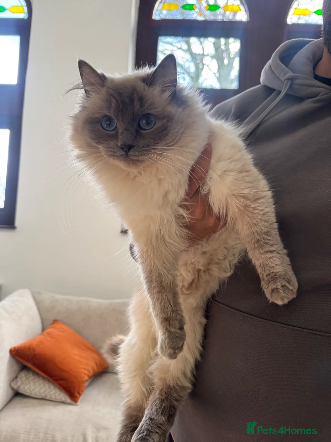 Ragdoll cats for sale: 5 pedigree ragdoll kittens, 3 available, 2 sold  - Advert 2