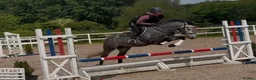 Connemara horses for sale: Class Quality and ready for the ribbons  - Advert 6