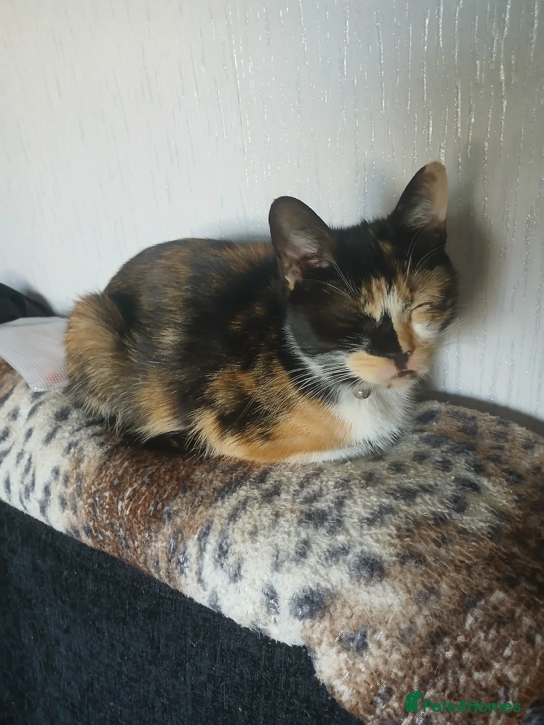 Mixed Breed cats for sale: Mixed breed - Advert 1