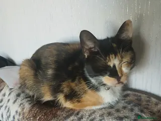 Mixed Breed cats Mixed breed - Advert 4