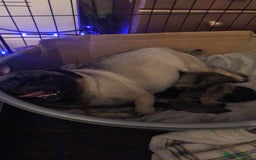 Pug dogs for sale: Pug puppies - Image 29