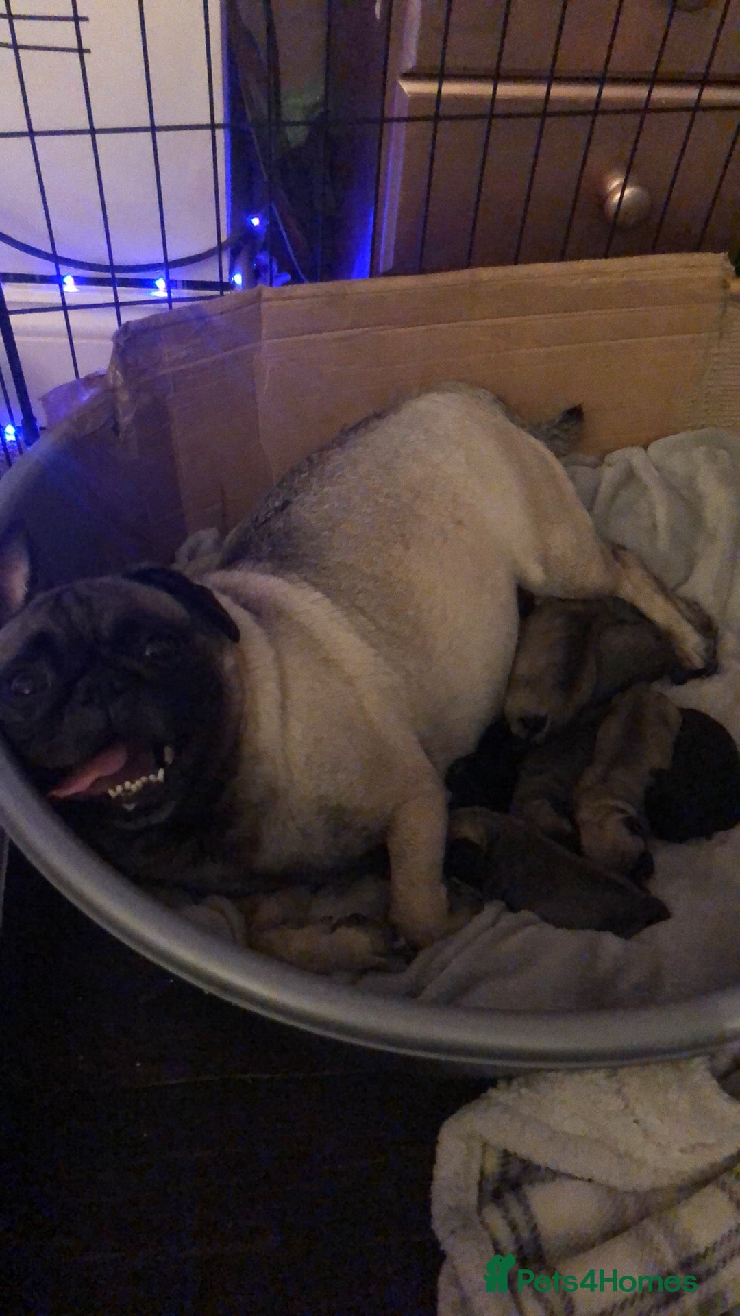 Pug dogs for sale: Pug puppies - Image 29