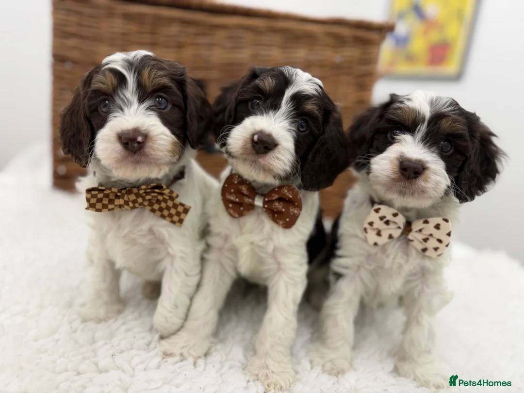 Cavapoo dogs for sale: Exstensively health tested chocolate tri cavapoos  - Advert 1