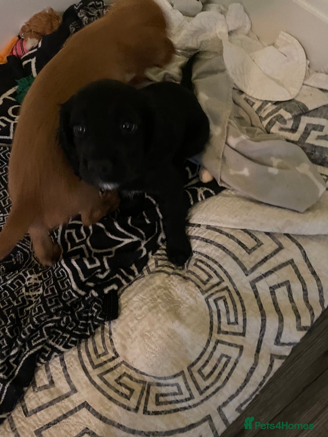 Cocker Spaniel dogs for sale: KC registered cocker spaniel puppies for sale  - Advert 12