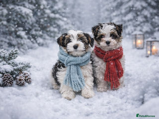 Yorkshire Terrier dogs Last puppies yorkshire terrier standard size - Advert 17