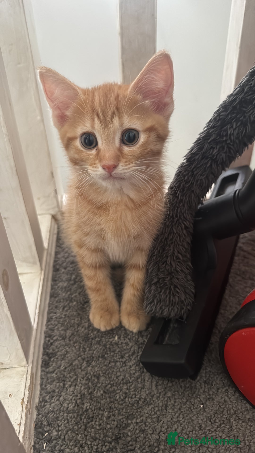 Mixed Breed cats for sale: Ginger boy  - Advert 1