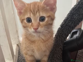 Mixed Breed cats Ginger boy - Advert 2