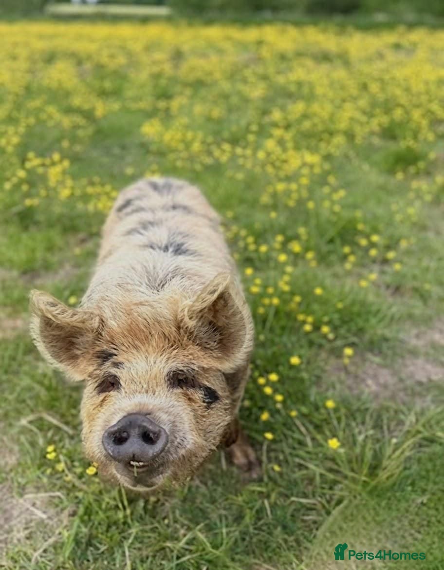 Pig livestock 2 Kunekune Pigs: Morris (Boar) and Nutty (Barrow) - Advert 2