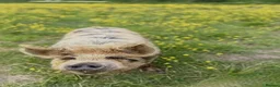 Pig livestock for sale: 2 Kunekune Pigs: Morris (Boar) and Nutty (Barrow) - Advert 2