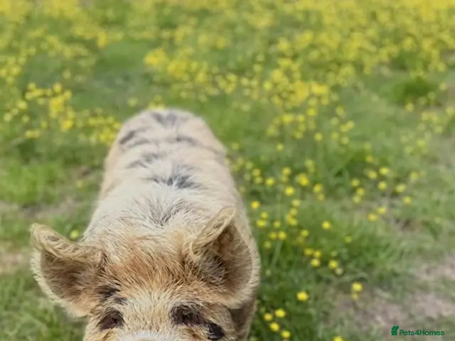 Pig livestock for sale: 2 Kunekune Pigs: Morris (Boar) and Nutty (Barrow) - Advert 2
