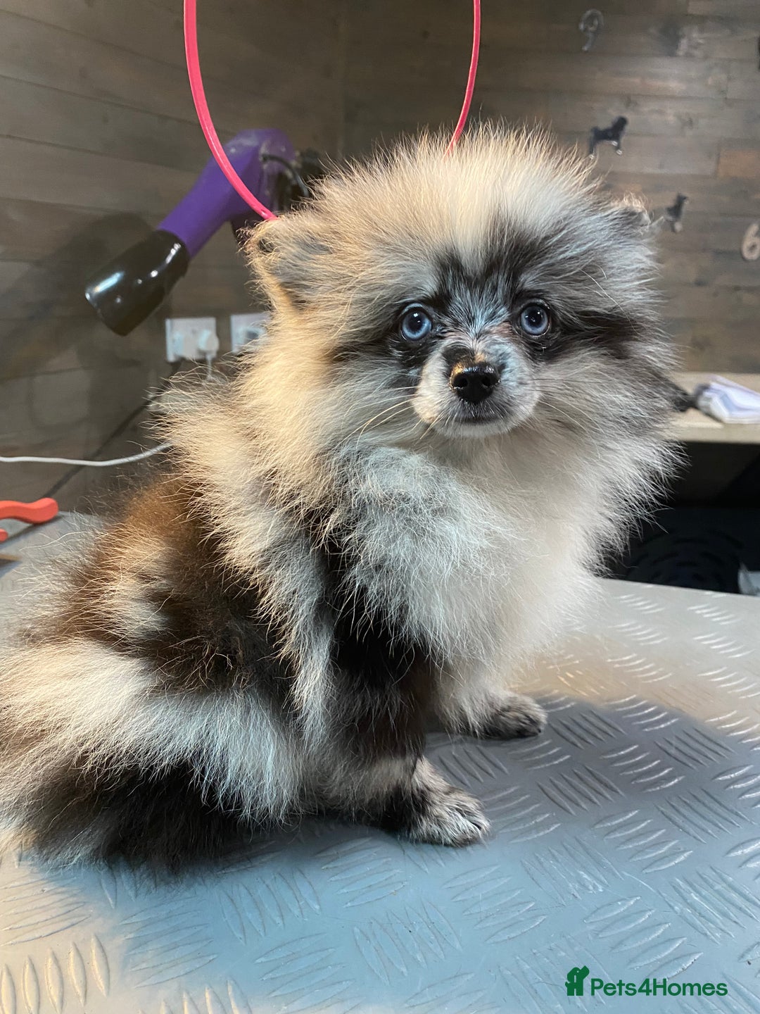 Pomeranian dogs for sale: Super cute sassy poms - Advert 2