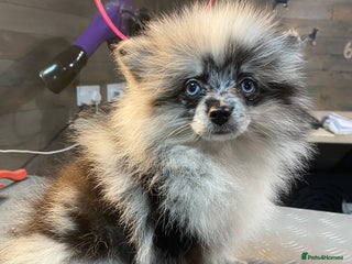 Pomeranian dogs Super cute sassy poms - Advert 2