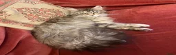 Maine Coon cats for sale: Maine Coon cat for sale in Larne - Advert 9