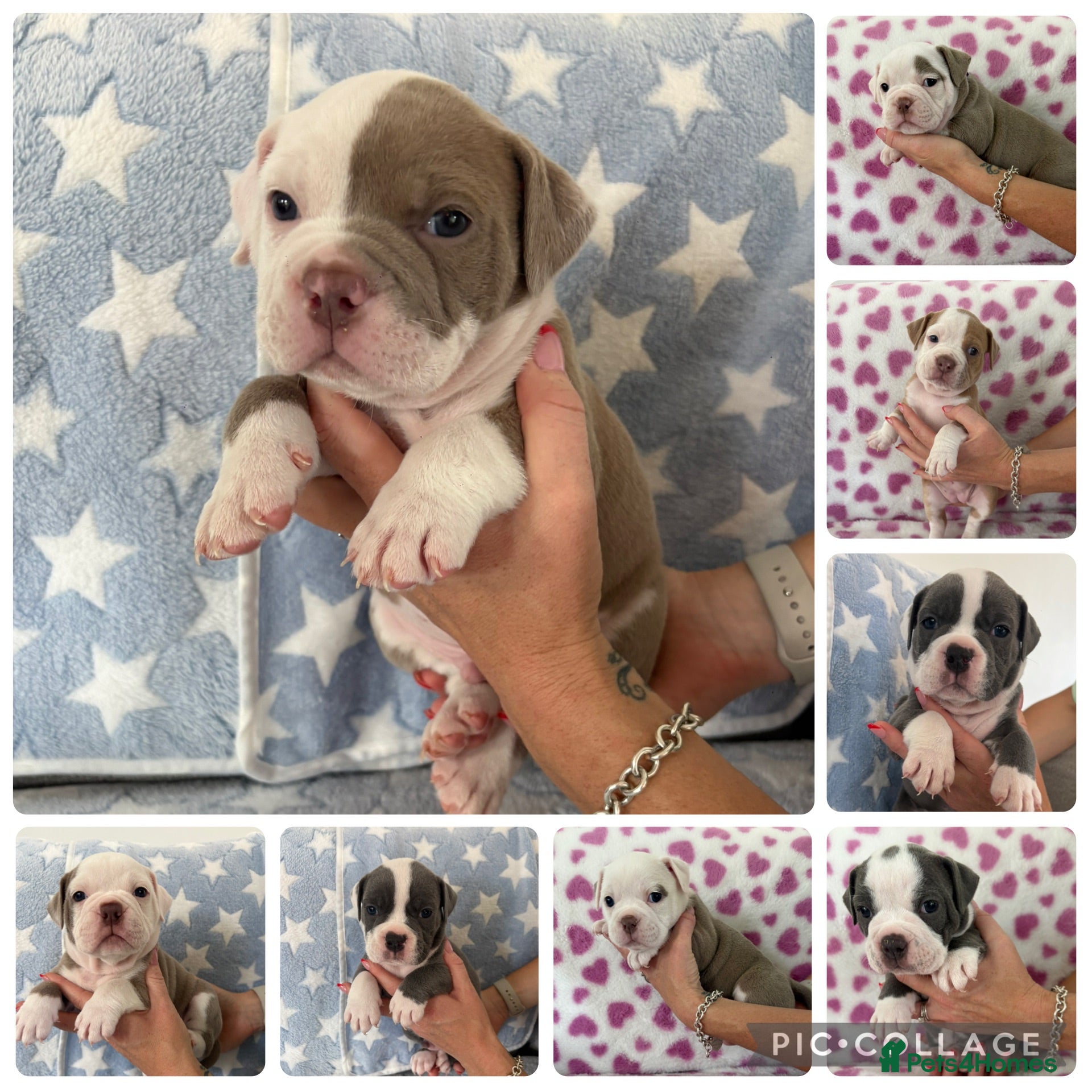 Old Tyme Bulldog dogs EXQUISITE Old tyme English bulldog puppies  - Advert 11