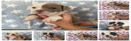 Old Tyme Bulldog dogs for sale: EXQUISITE Old tyme English bulldog puppies  - Advert 2