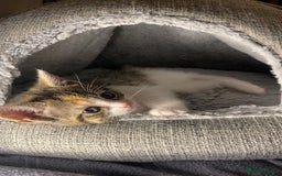 Domestic Shorthair cats for sale: Cute calico kitten for sale ready to leave now - Advert 4