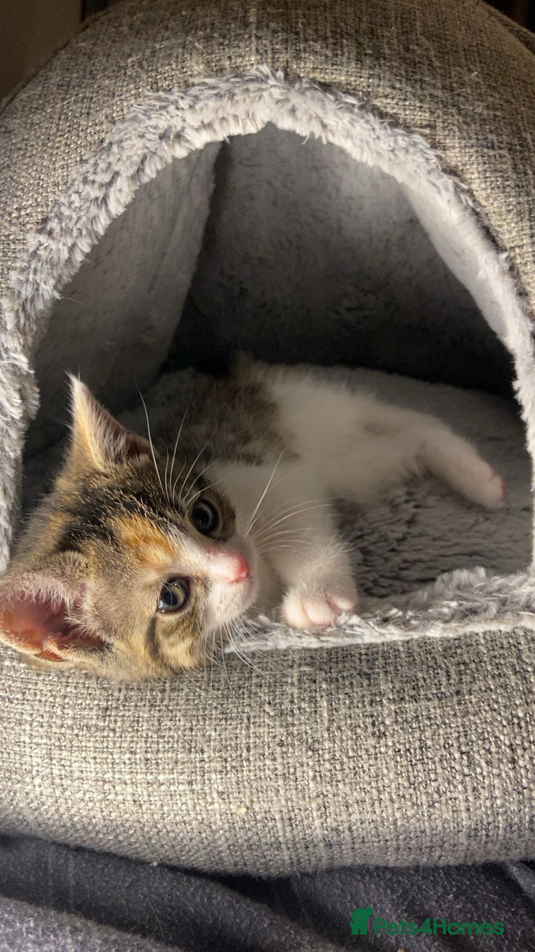 Domestic Shorthair cats for sale: Cute calico kitten for sale ready to leave now - Advert 4