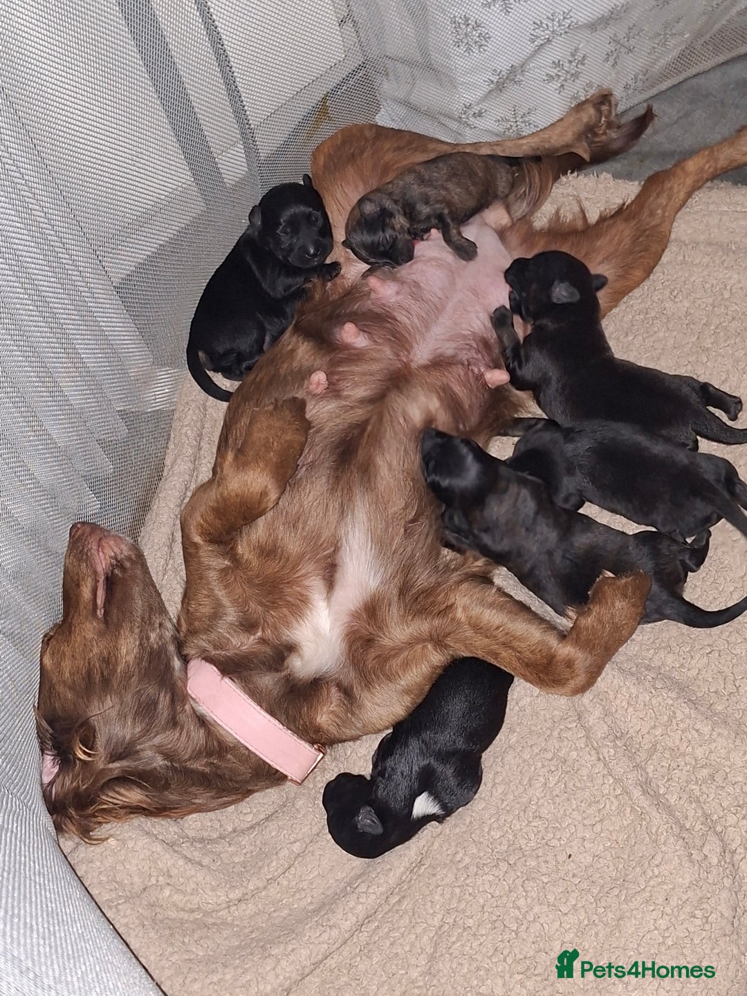 Mixed Breed dogs for sale: Puppies - Advert 2