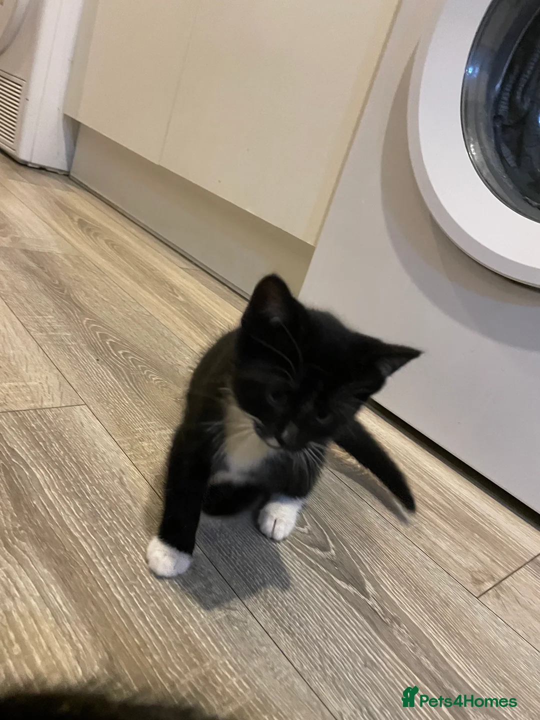 Mixed Breed cats for sale: 1 boy and 3 girls  - Advert 15