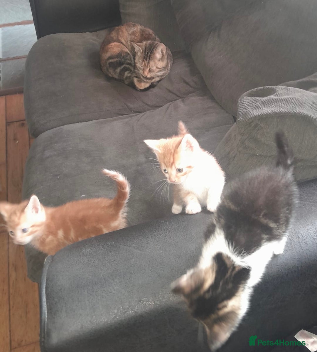 Mixed Breed cats for sale: 4 Adorable kittens for sale.  Ready now.  - Advert 2