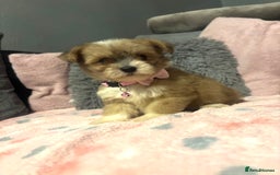 Mixed Breed dogs for sale: Lhasa apso x chorkie  - Image 13