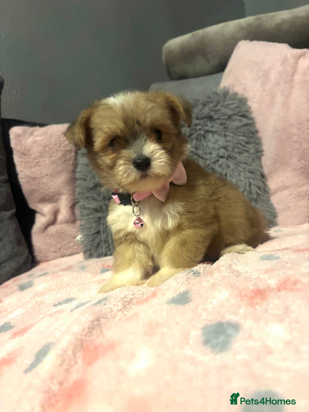 Mixed Breed dogs for sale: Lhasa apso x chorkie  - Image 13