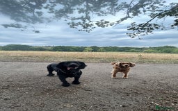 Sprocker dogs for stud: Gorgeous sprocker for stud (free)  - Image 4