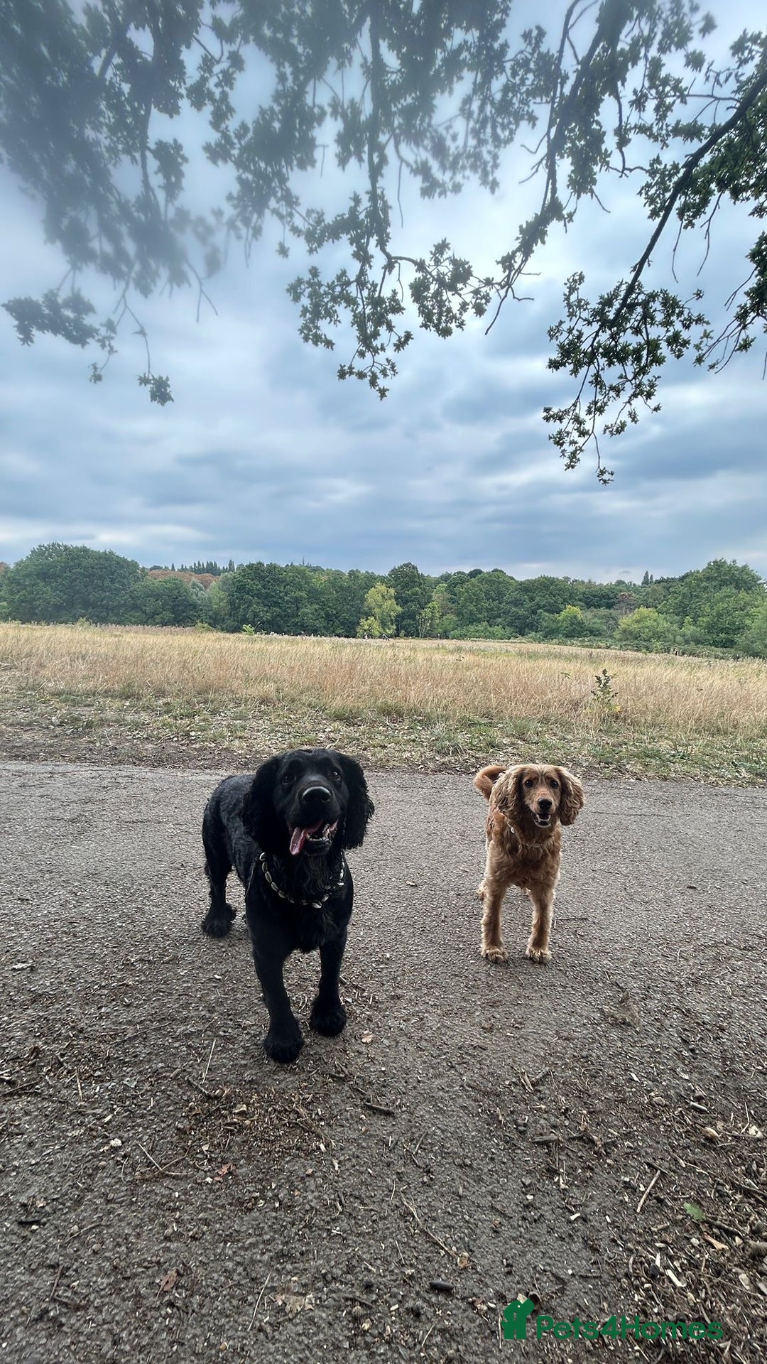 Sprocker dogs for stud: Gorgeous sprocker for stud (free)  - Image 4