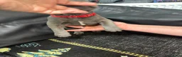 French Bulldog dogs for sale: Beautiful French Bulldog puppies - Advert 30