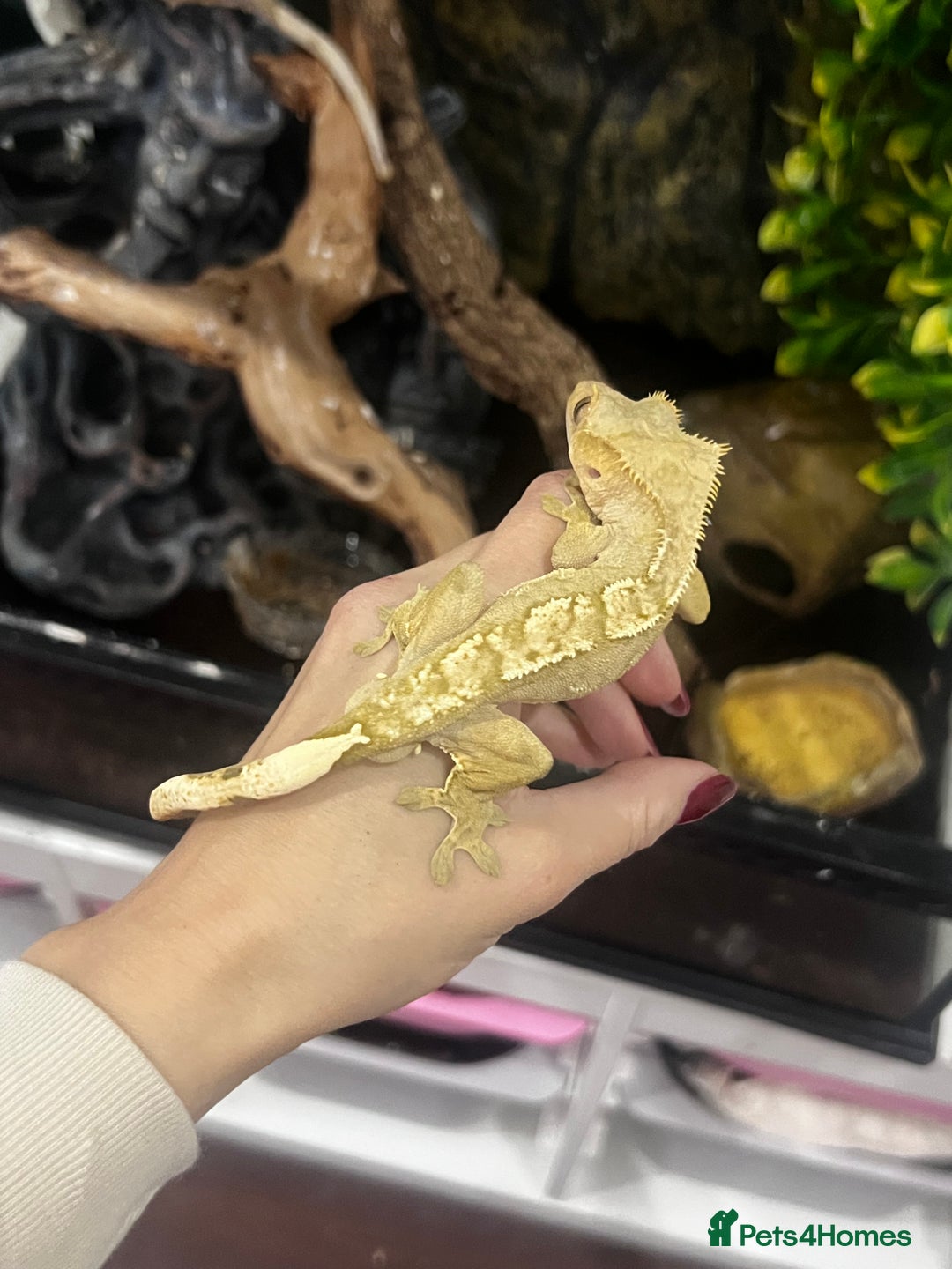 Gecko reptiles for sale: 3 x Crested Geckos and Exo Terra Viv - Advert 5