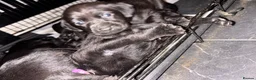 Labrador Retriever dogs for sale: Labrador puppies  - Advert 6