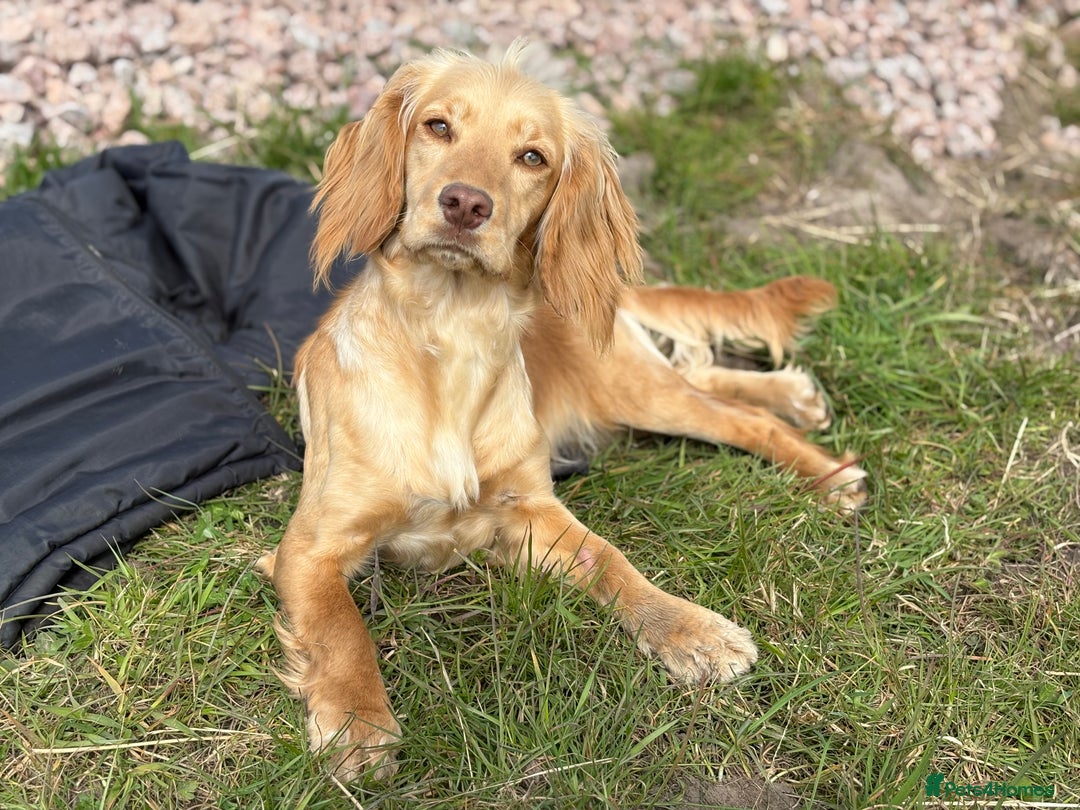 Cockapoo dogs for sale: Quality Chocolate Cockapoos Pups - Image 12