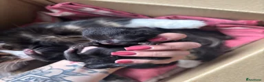Mixed Breed 1