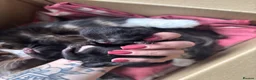 Mixed Breed cats for sale: READY TO GO! Fluffy kittens  - Advert 4