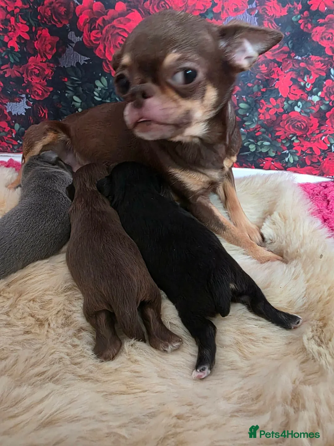 Chihuahua dogs for sale: Stunning tiny toy chihuahua puppy’s  - Advert 1