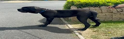 Cane Corso dogs for sale: Scooby needs his forever home  - Advert 3